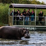 Wildlife in Zuid Afrika