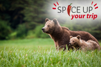 Grizzly beren Banff Grizzly beren Banff